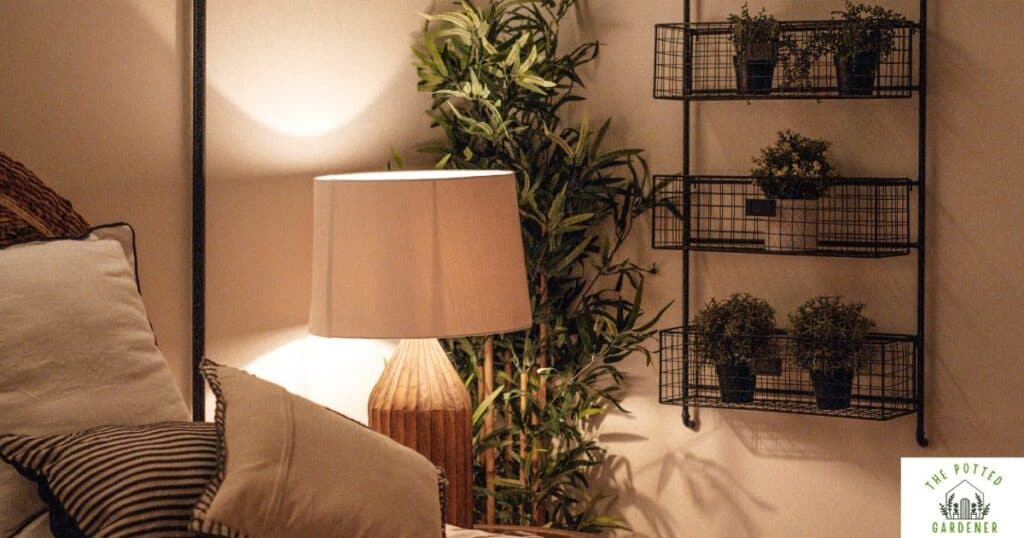 can a regular light bulb help plants grow? a photo showing plants near a lamp with regular light bulb indoors