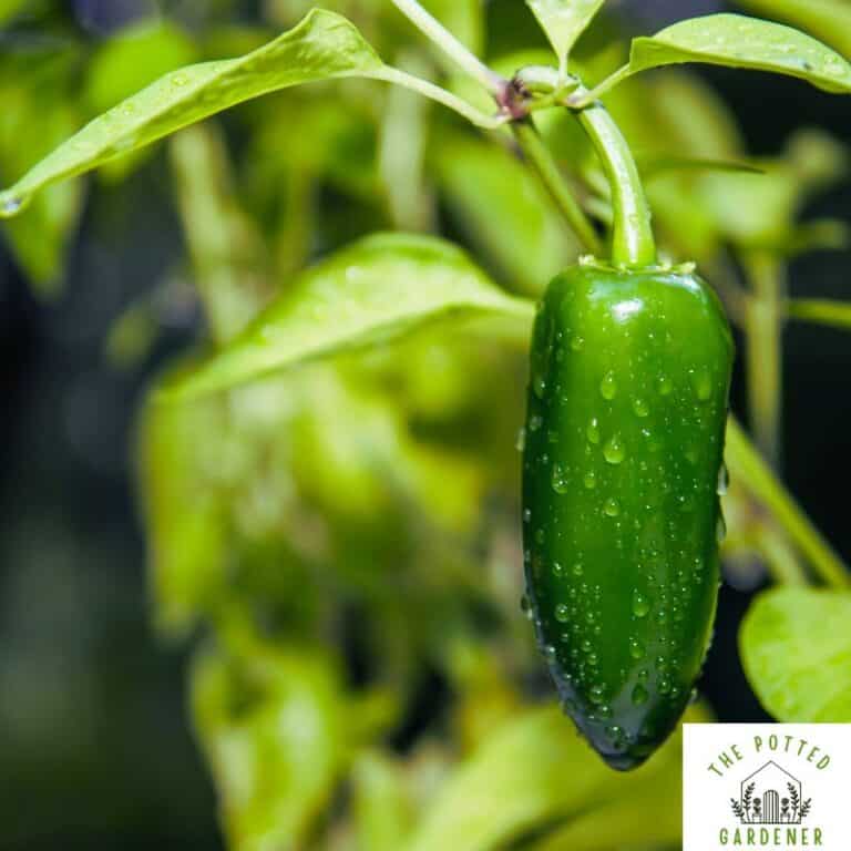 How to Care for Jalapeño Plants in Pots Easy Growing Guide The