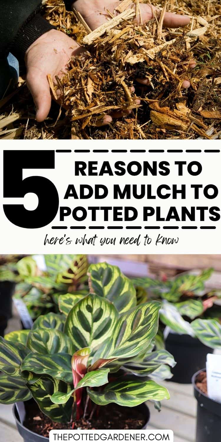 Should You Mulch Your Potted Plants?( Pros, Cons, Top Tips ) The