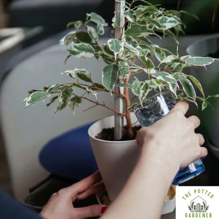 Best Time to Water Container Plants (How Often, How Much and When