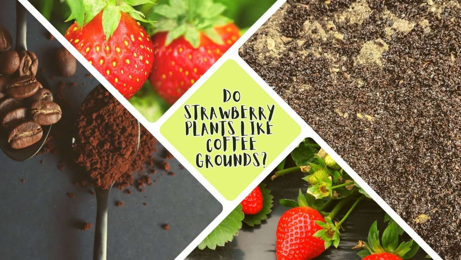 Are Coffee Grounds Good For Strawberry Plants? The Surprising Answer