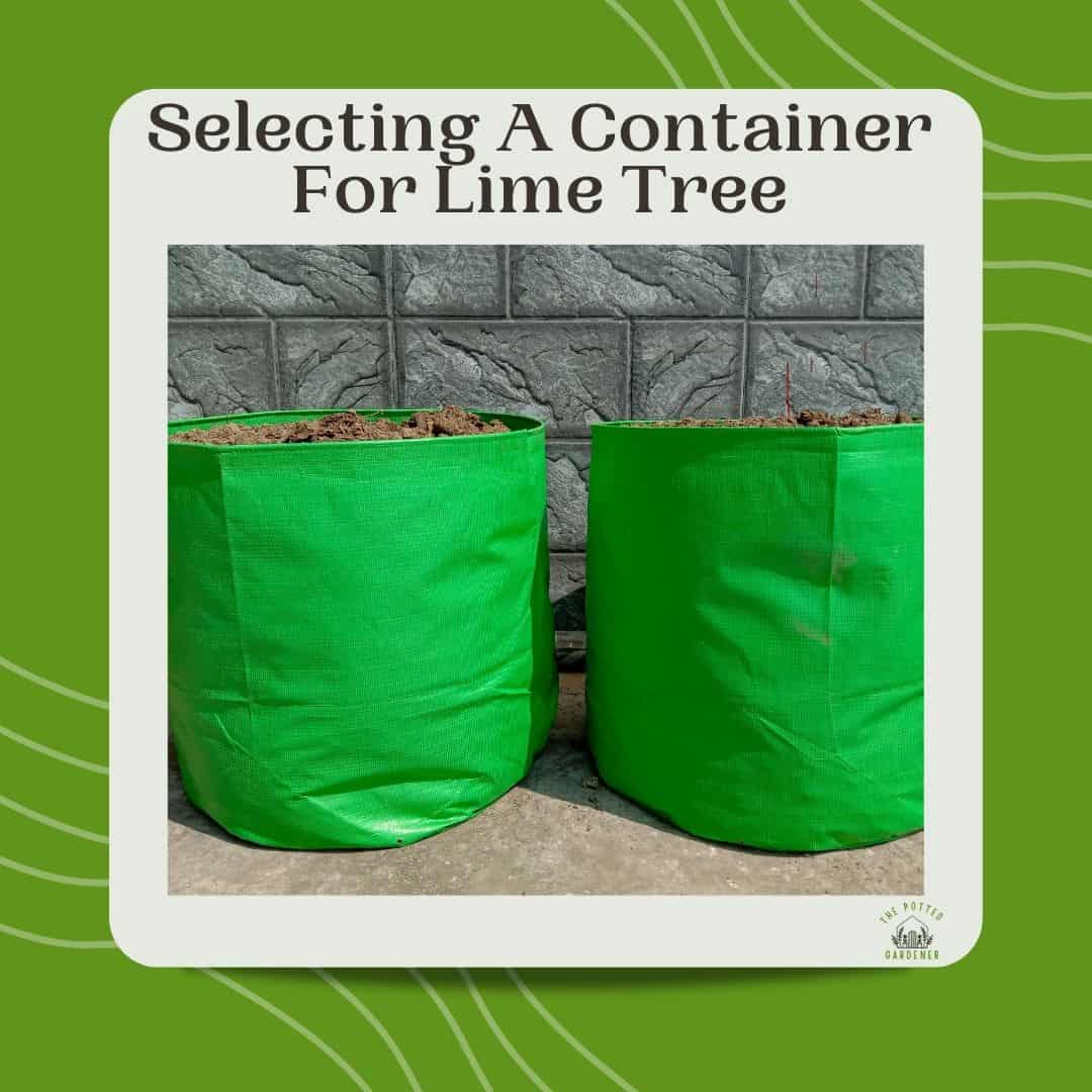 Successfully Growing Lime Trees In Pots Full Beginner's Guide The Potted Gardener