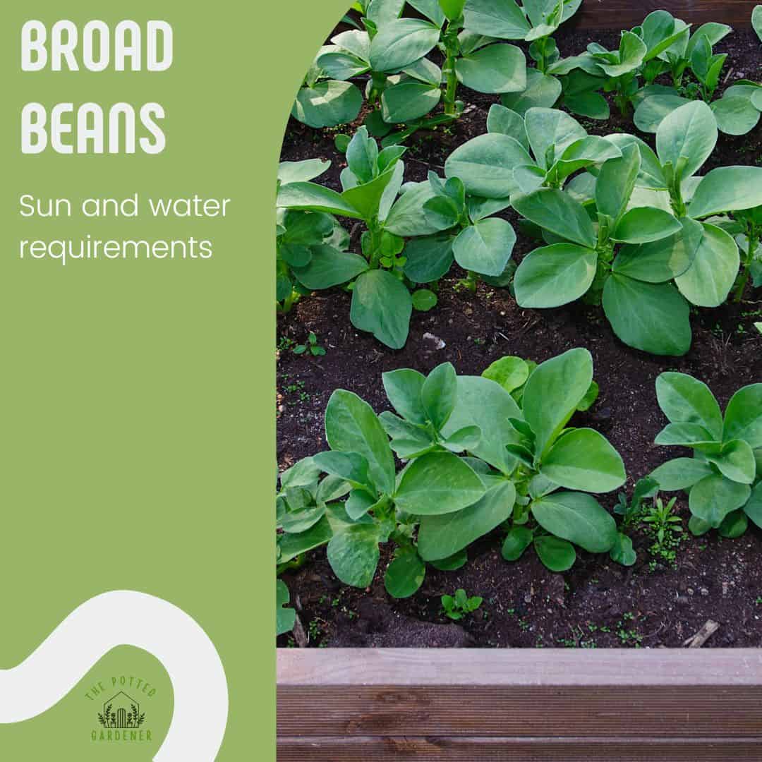 The Ultimate Guide To Growing Broad Beans In Pots Tips And Tricks