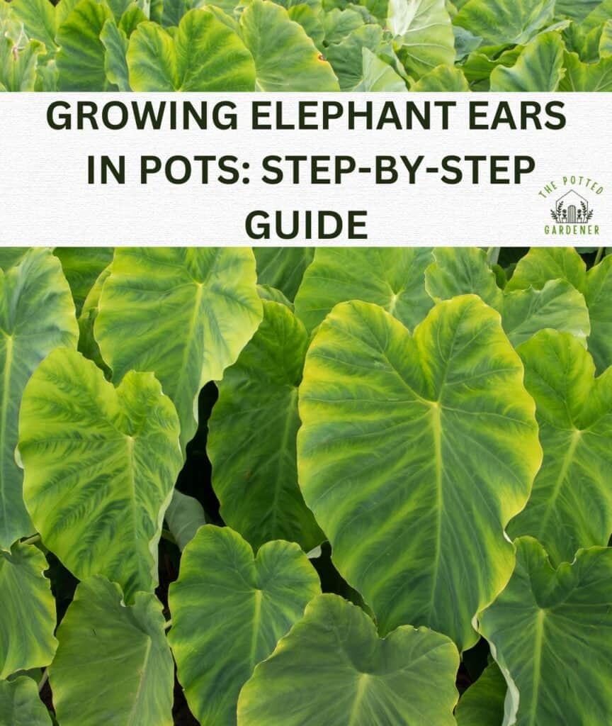 a picture of elephant ear leaves