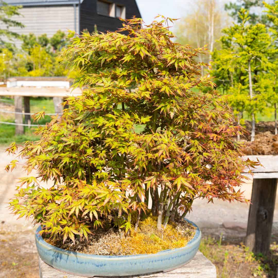 How To Grow A Healthy Japanese Maple In A Pot The Potted Gardener
