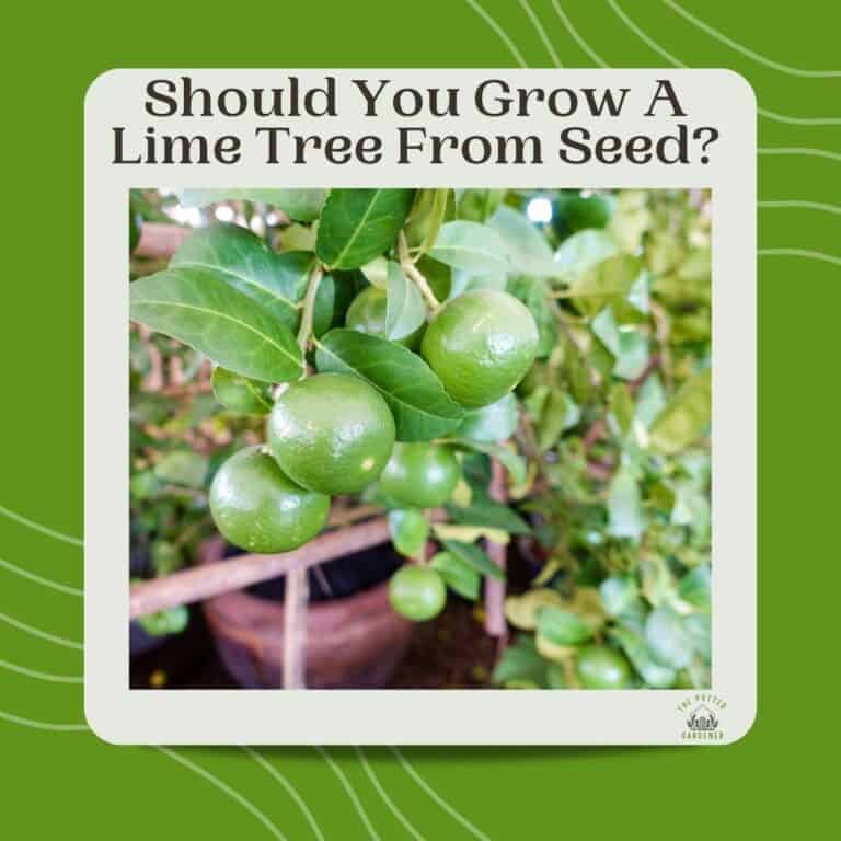 Successfully Growing Lime Trees In Pots Full Beginner's Guide The