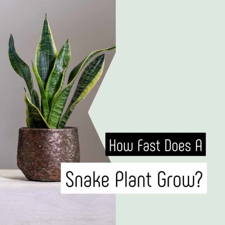 How Fast Does A Snake Plant Grow? Growth Cycle Explained - The Potted ...