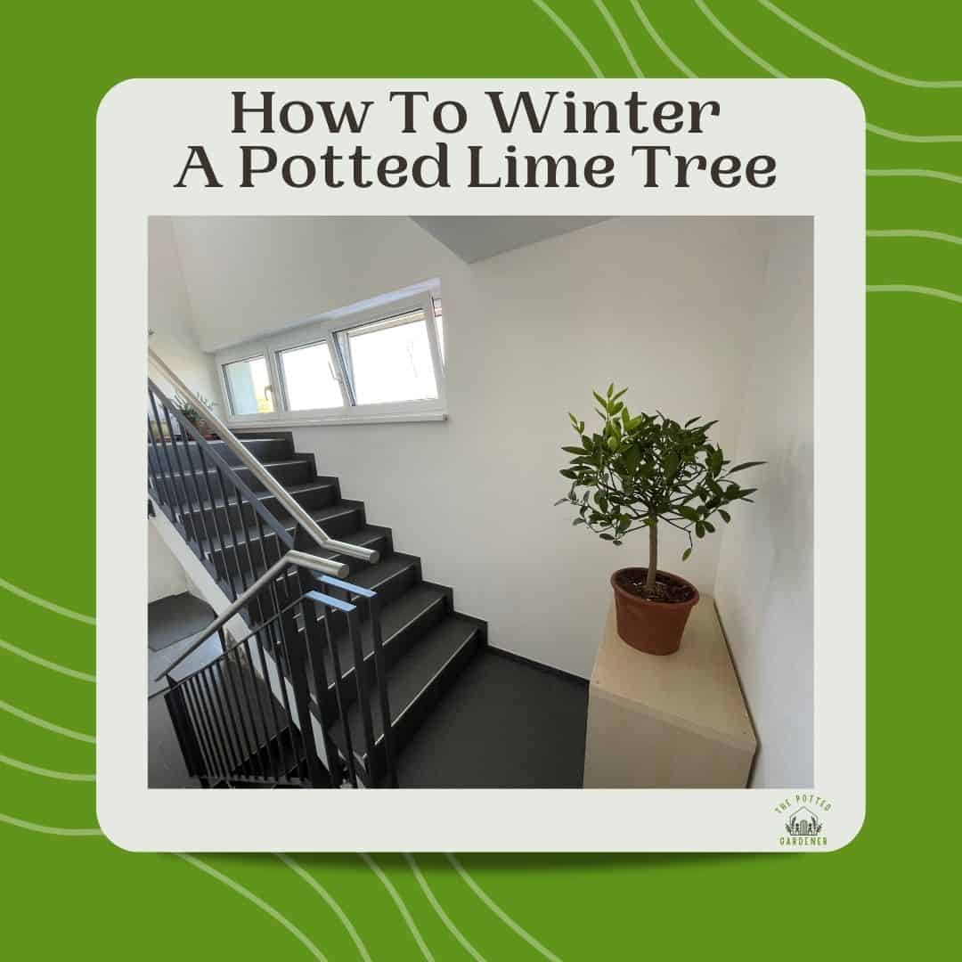 Successfully Growing Lime Trees In Pots Full Beginner's Guide The