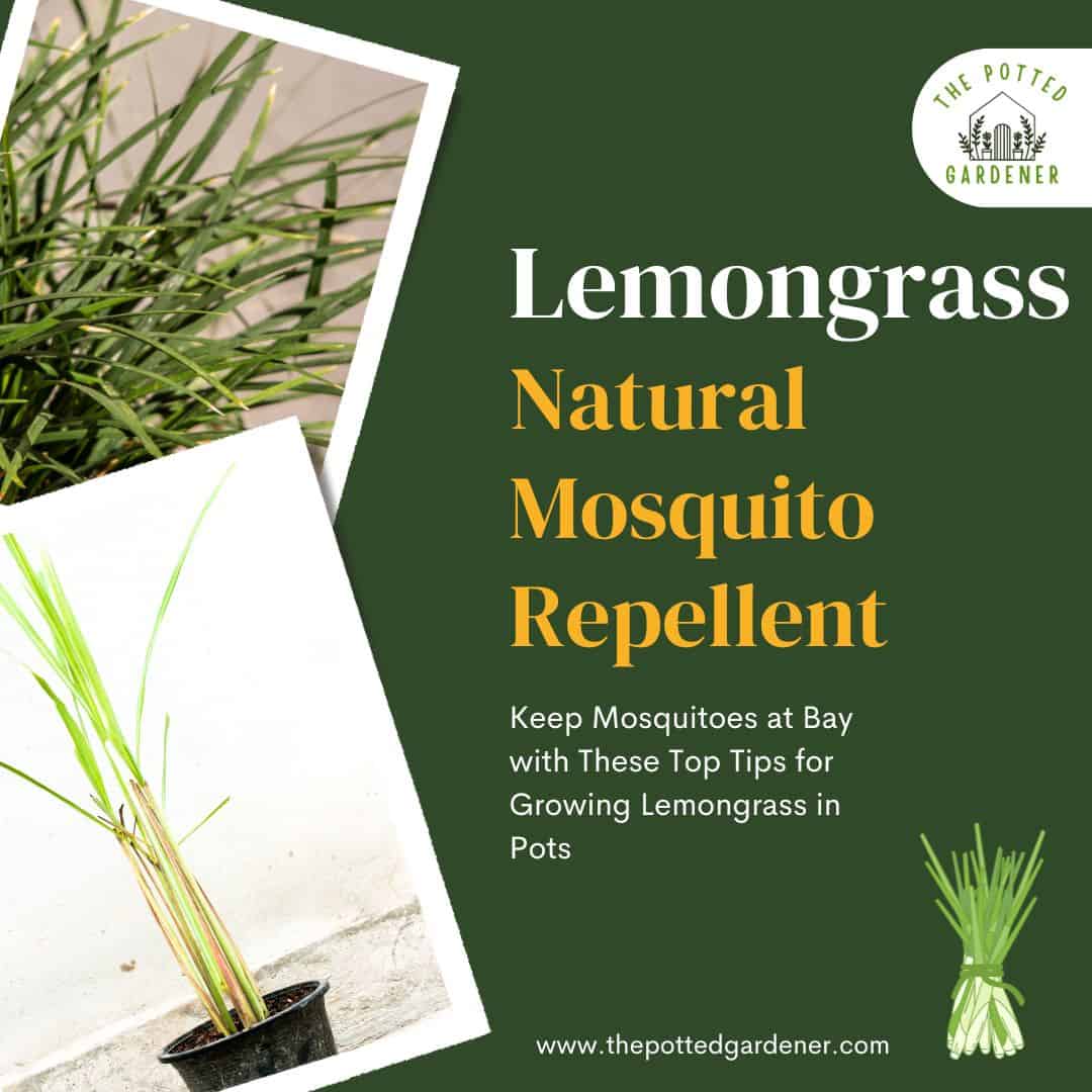 Lemongrass In Pots For Mosquitoes: Easy How To Guide - The Potted Gardener