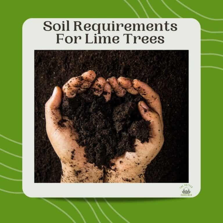 Successfully Growing Lime Trees In Pots Full Beginner's Guide The