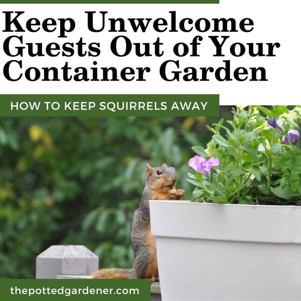 Keep Squirrels Out of Container Garden 17 Effective Tricks The Potted Gardener