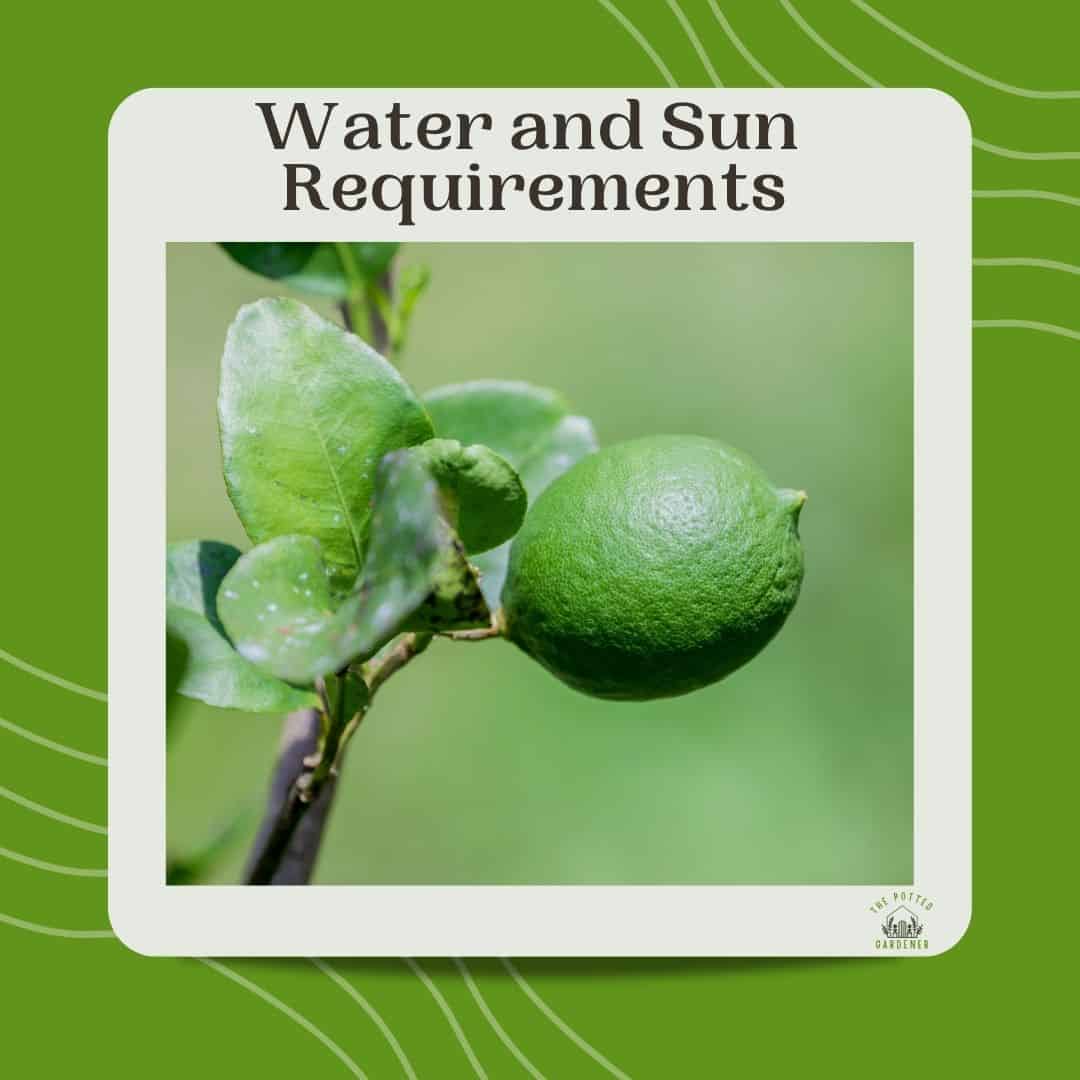 Successfully Growing Lime Trees In Pots Full Beginner's Guide The
