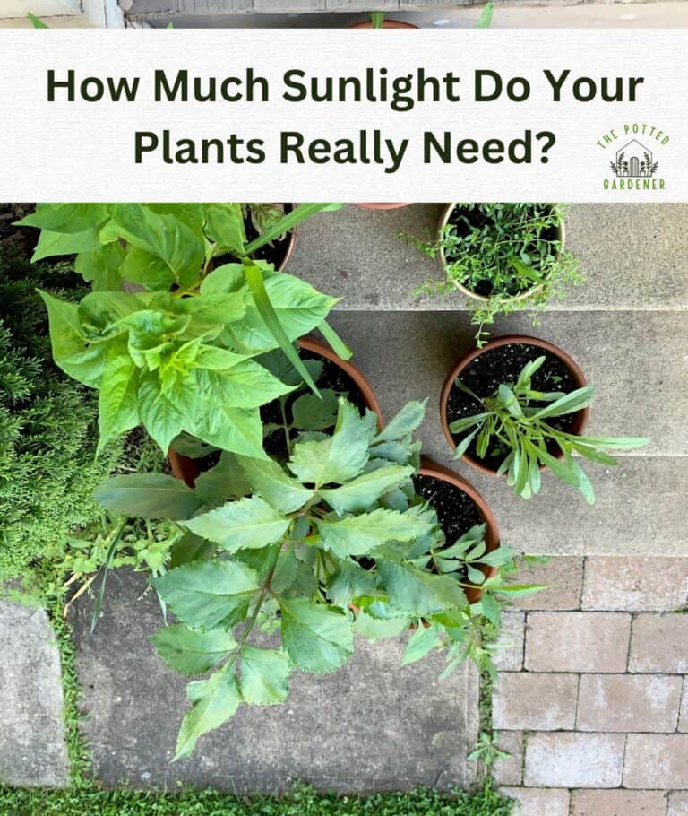 Does Container Garden Need Full Sun? (Revealed)