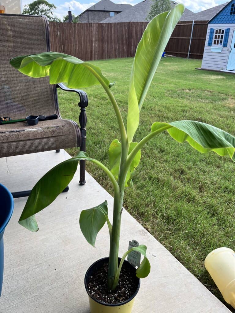 Blue Java Banana In A Pot: Growing A Ice Cream Banana Tree