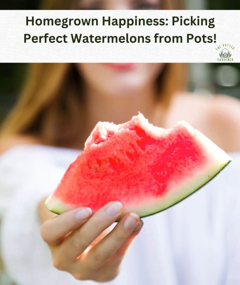 Harvesting Watermelon In Containers (Know When and How)