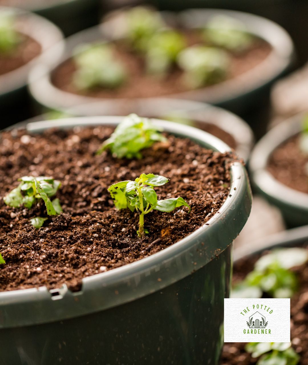 Can Topsoil Be Used As Potting Soil? The Potted Gardener