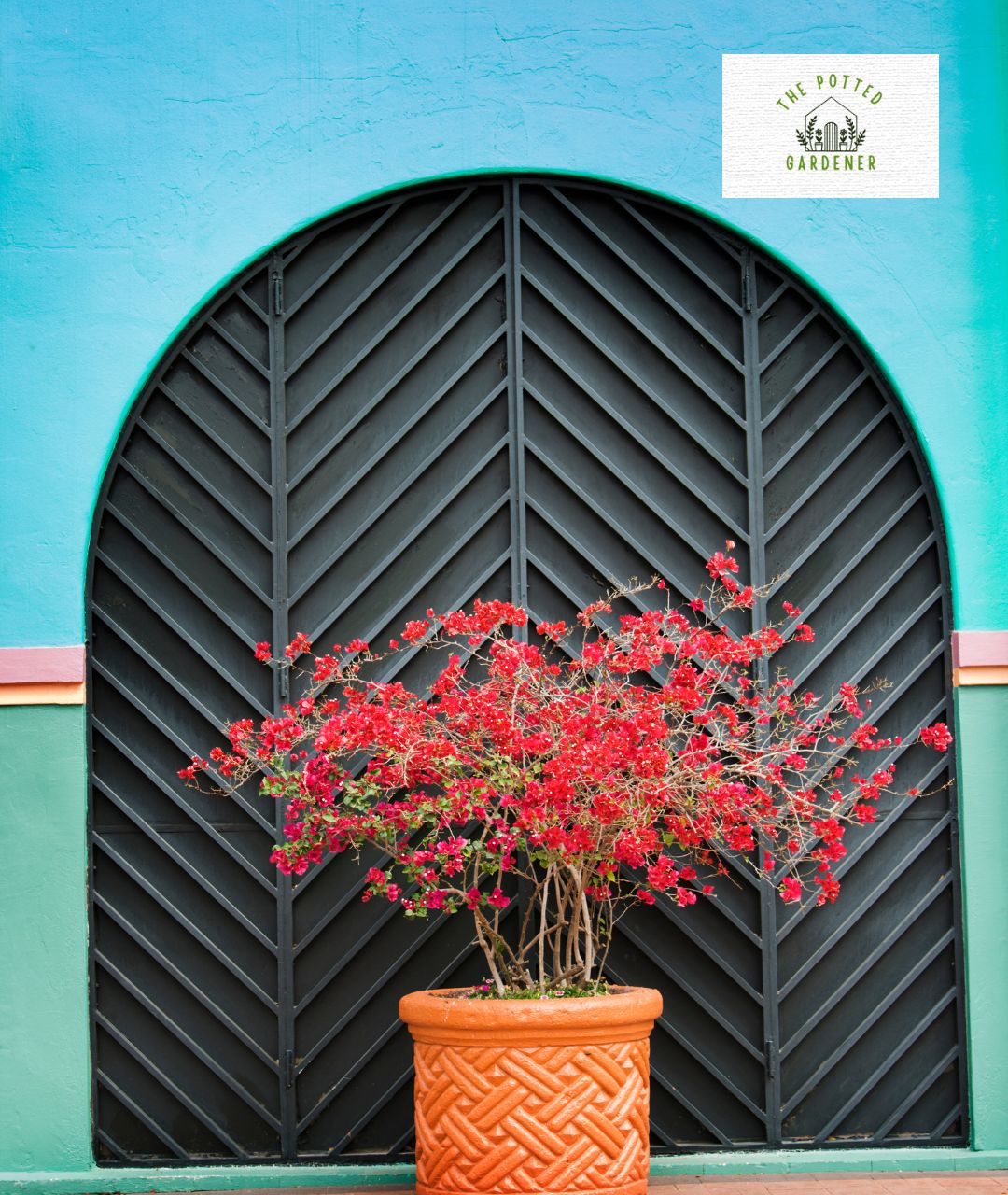 How to Grow Bougainvillea in Pots For Dazzling Blooms The Potted Gardener