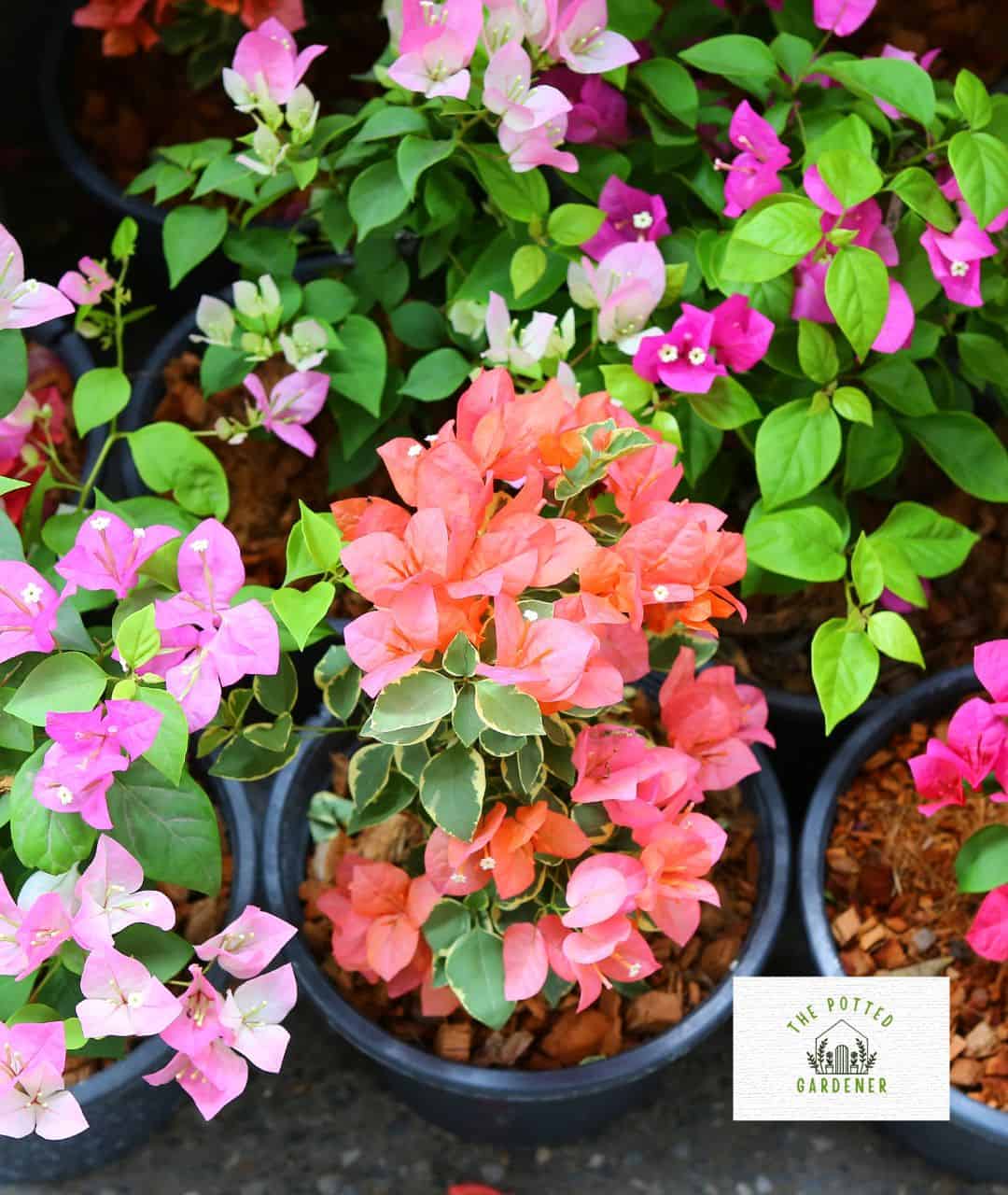 Container Gardening in Texas Tips for Successful Planting The Potted