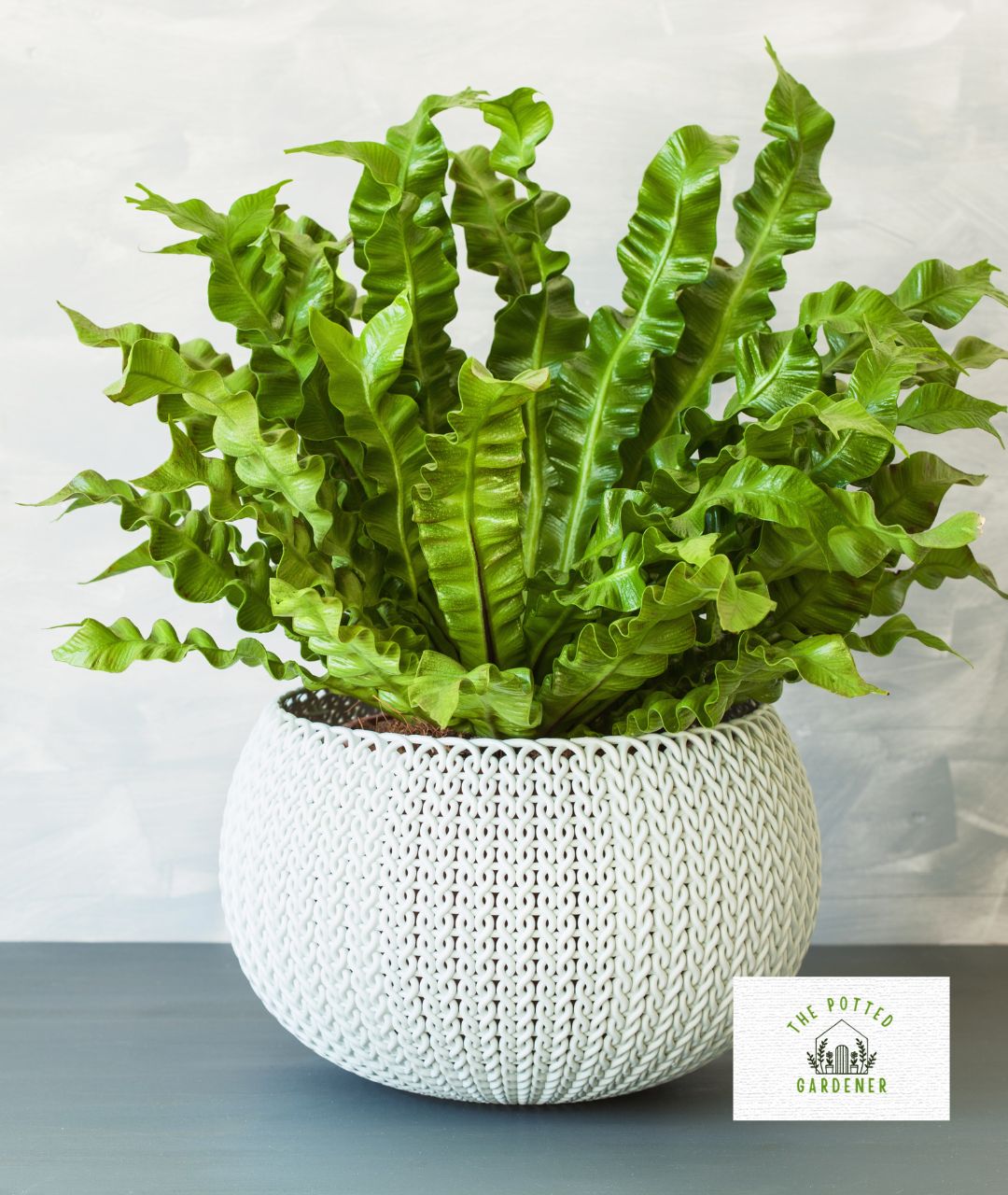 29 Best Plants For Shallow Pots That Grow Low Maintenance The Potted