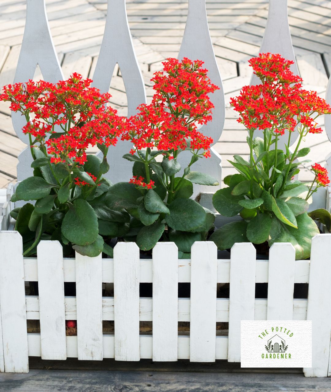 29 Best Plants For Shallow Pots That Grow Low Maintenance The Potted