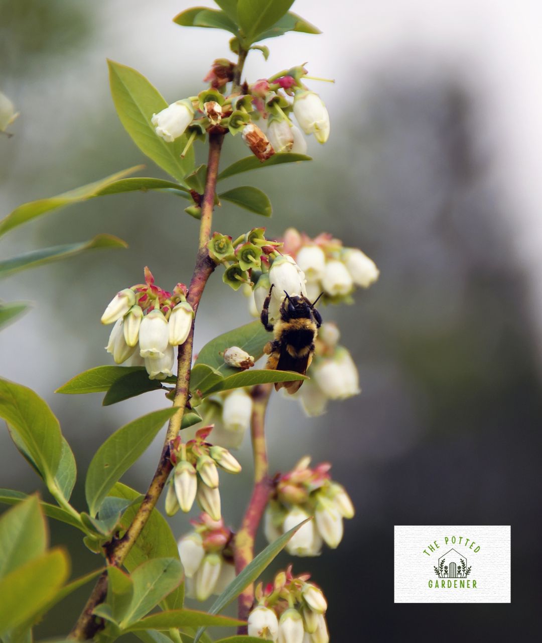 How to Grow Blueberries Indoors Complete Care Guide The Potted Gardener
