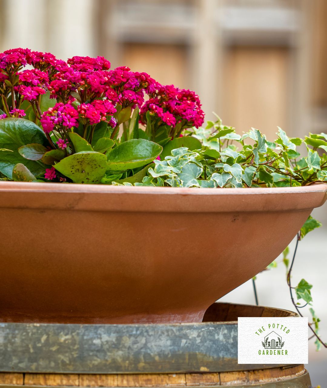 29 Best Plants For Shallow Pots That Grow Low Maintenance The Potted
