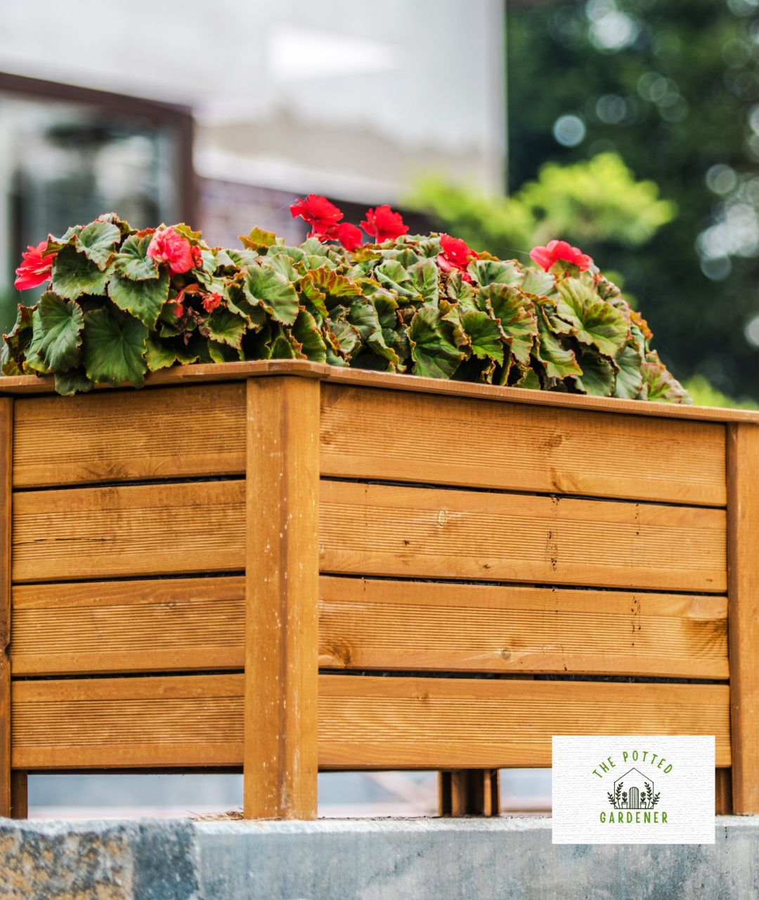 29 Best Plants For Shallow Pots That Grow Low Maintenance The Potted Gardener