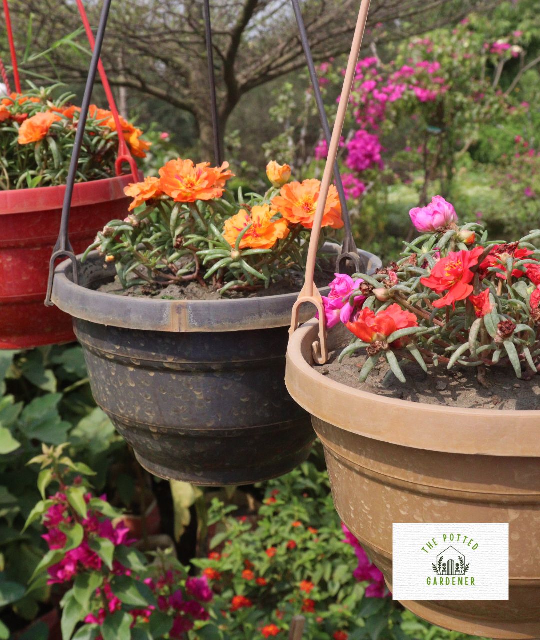 29 Best Plants For Shallow Pots That Grow Low Maintenance The Potted Gardener