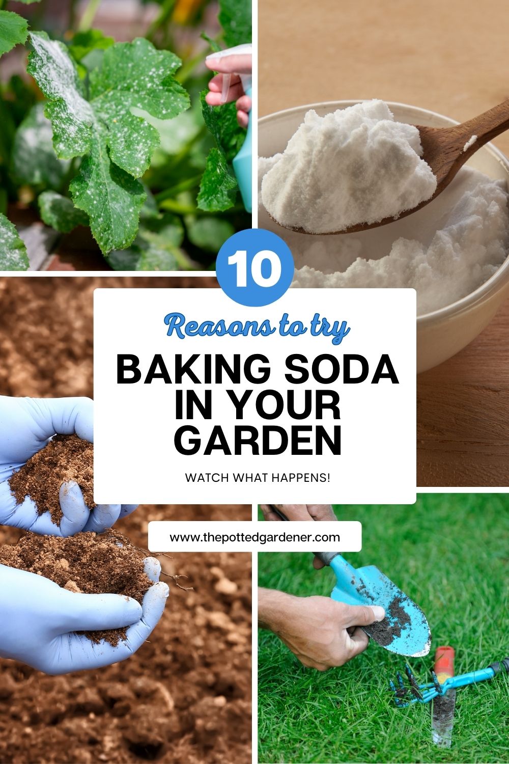 10 Miracles Of Baking Soda In Garden Baking Soda Uses in the Garden - The Potted Gardener