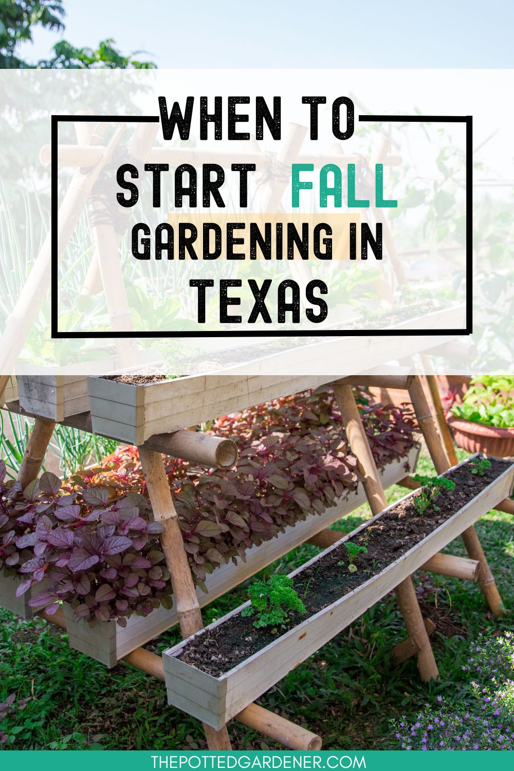 Start Your Fall Garden in Texas Time and Planting Guide The Potted